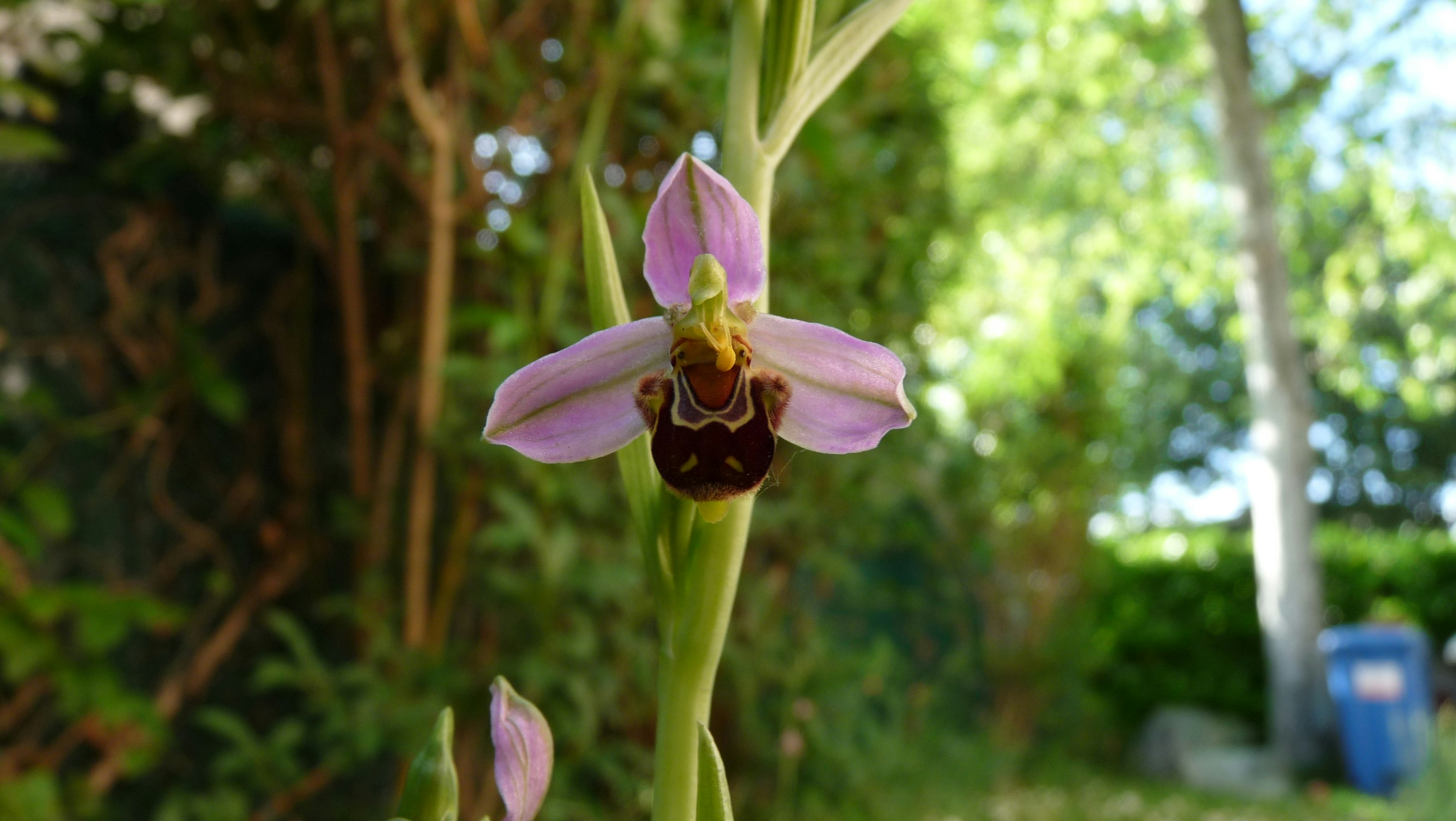 Bee-like orchid. Wild flower