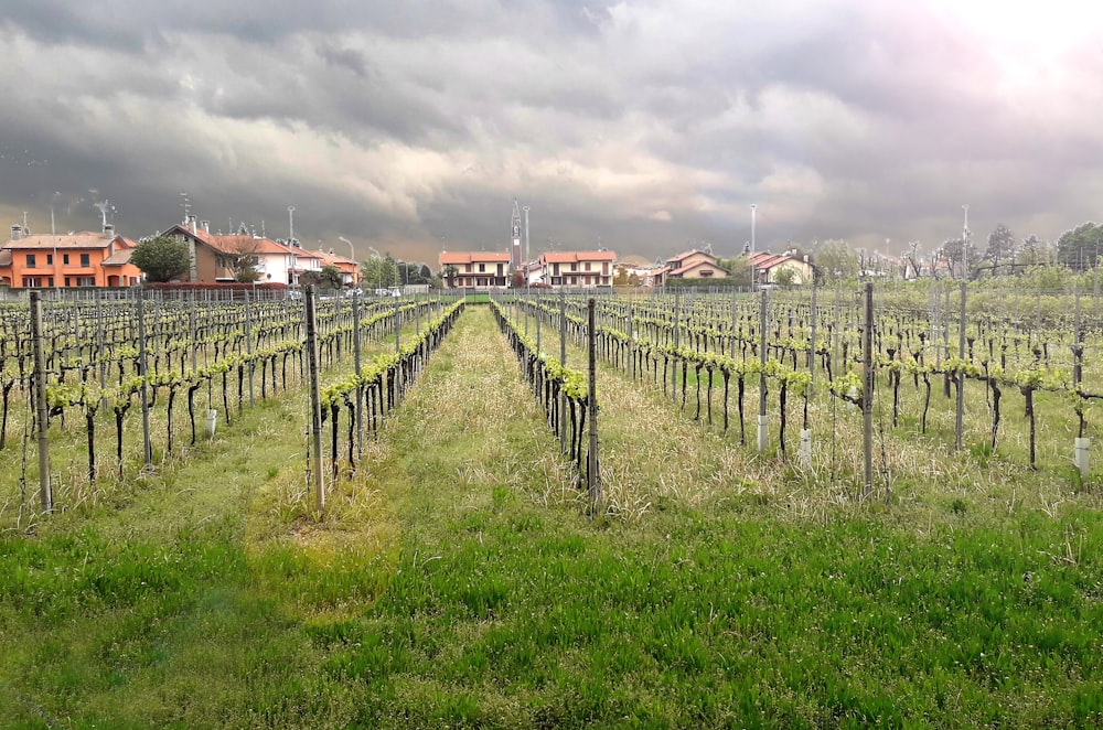 green grape fruits field under white and gray skies