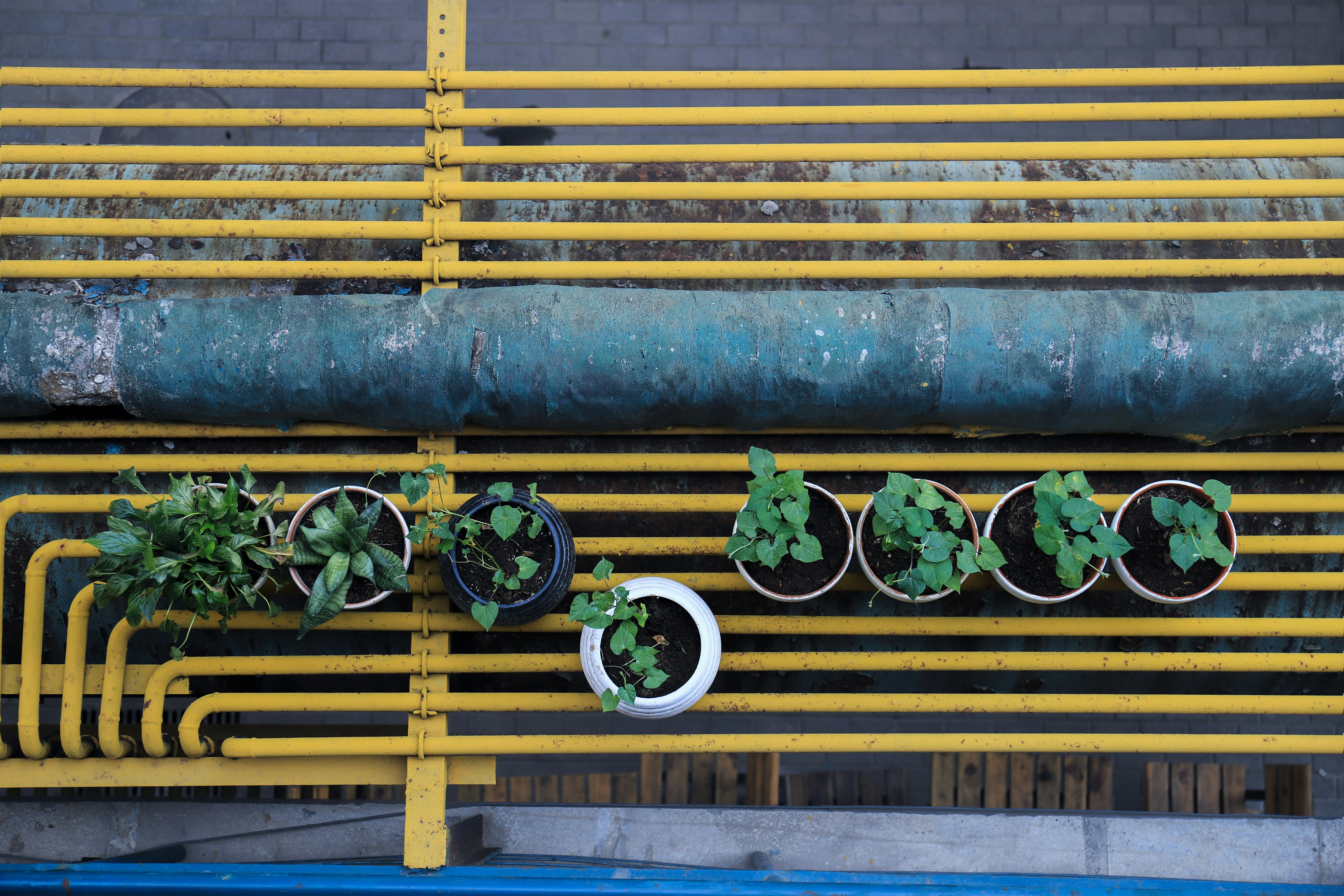 A variety of potted indoor plants on a windowsill with soil moisture meters inserted in the soil of each plant.