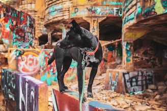 A black dog with a red collar stands confidently on a graffiti-covered concrete structure. The background consists of a decayed urban setting with walls covered in vibrant, colorful graffiti. The dog's gaze is directed to the side, and the environment appears to be a mix of urban decay and artistic expression.
