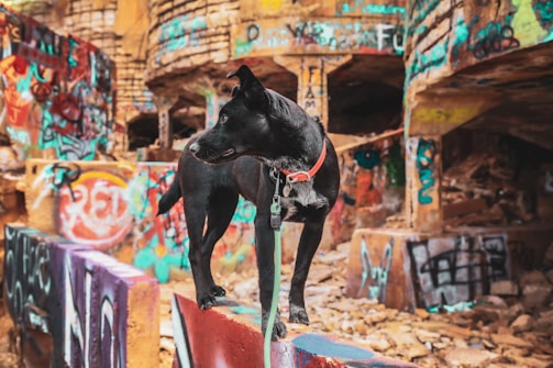 A black dog with a red collar stands confidently on a graffiti-covered concrete structure. The background consists of a decayed urban setting with walls covered in vibrant, colorful graffiti. The dog's gaze is directed to the side, and the environment appears to be a mix of urban decay and artistic expression.
