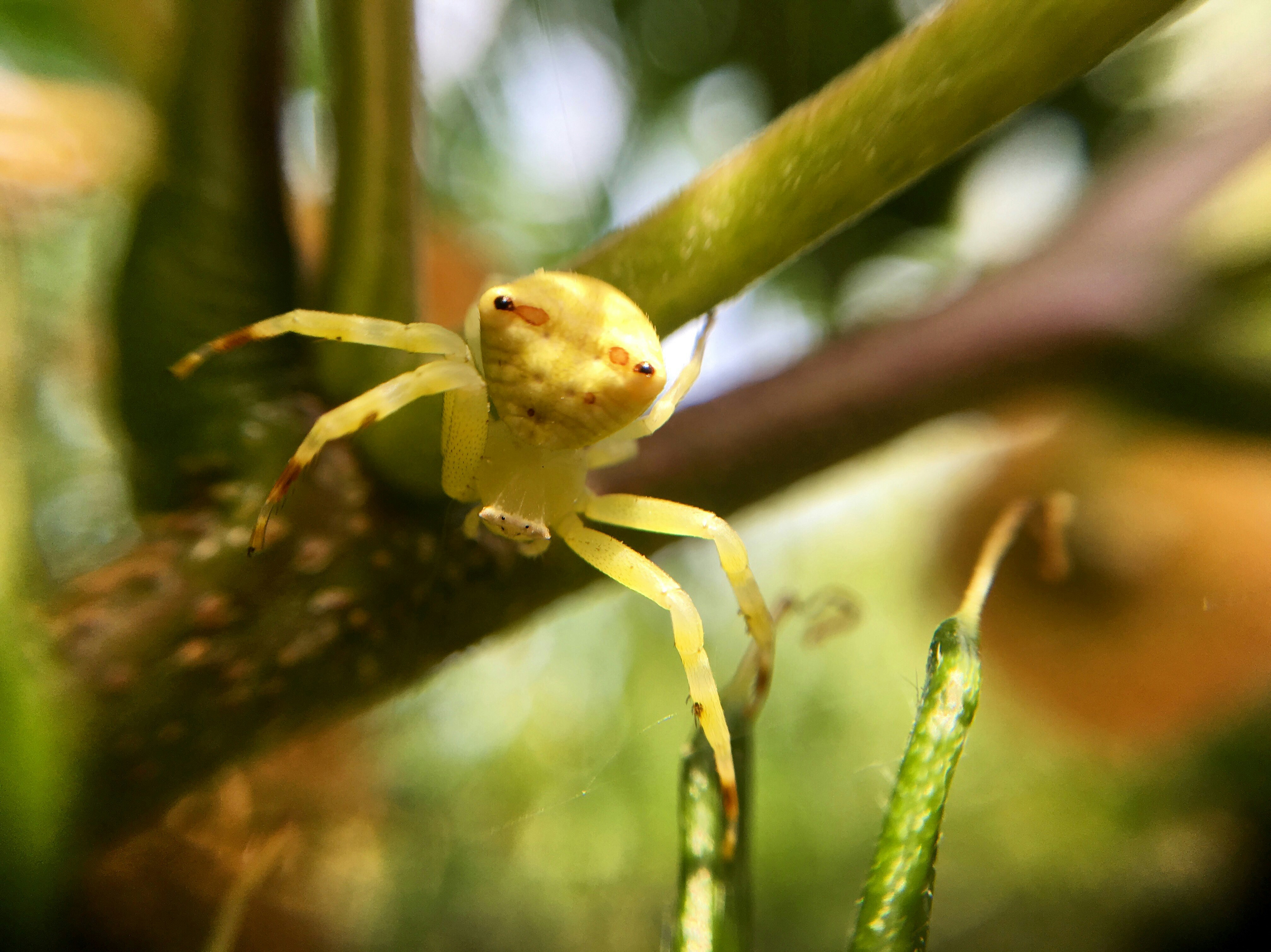 selective focus photography of beige spider