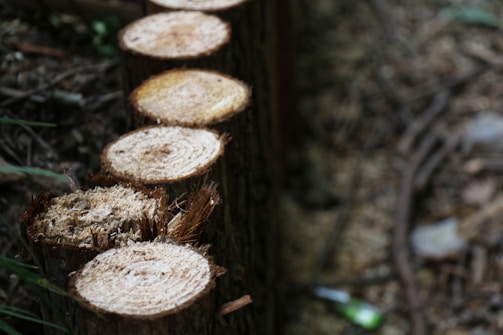 A series of freshly cut tree stumps lined up in a forested area, with wood shavings scattered around. The focus is on the textured surfaces of the stumps, emphasizing the natural wood grain. The background shows blurred foliage and undergrowth.