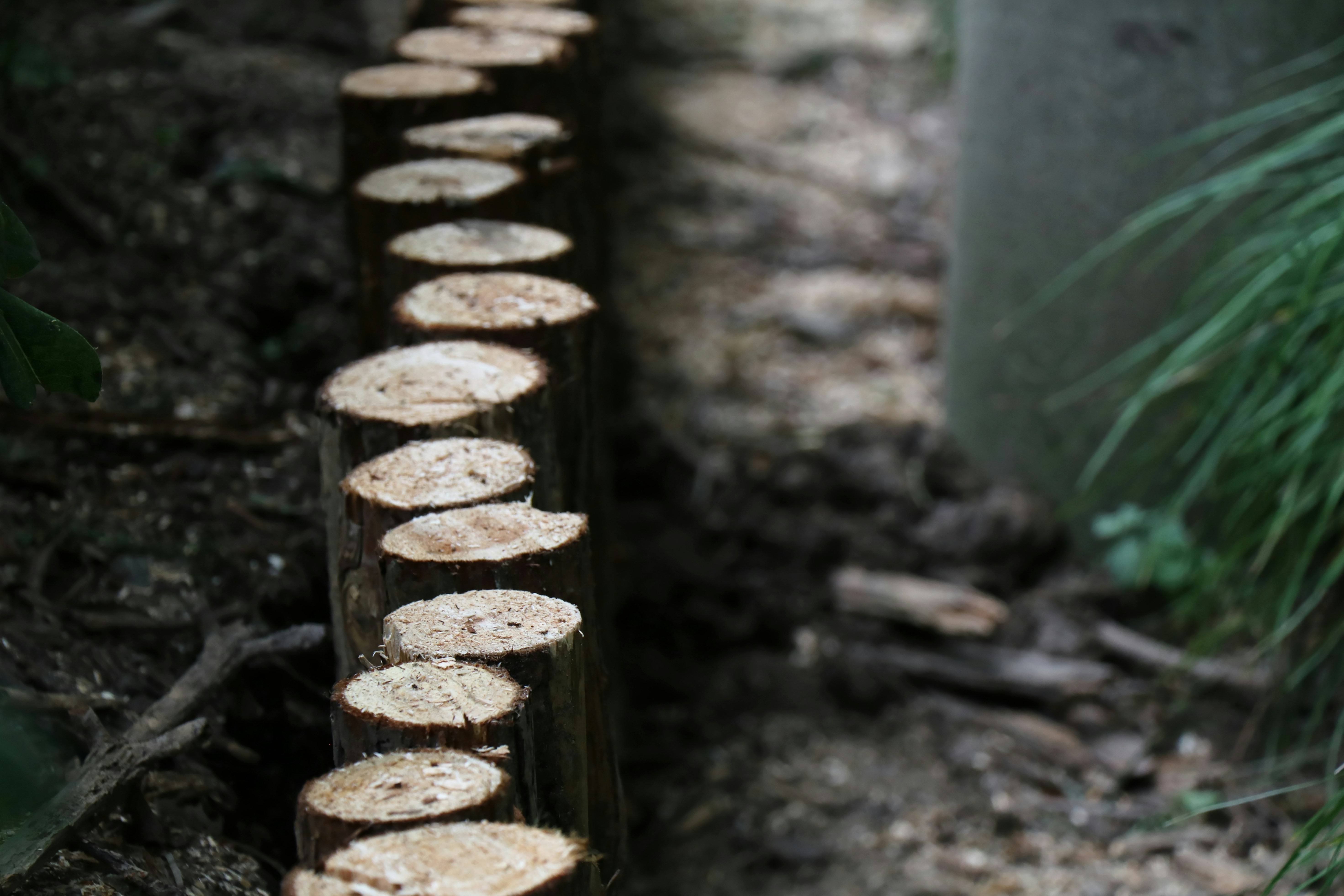 brown log