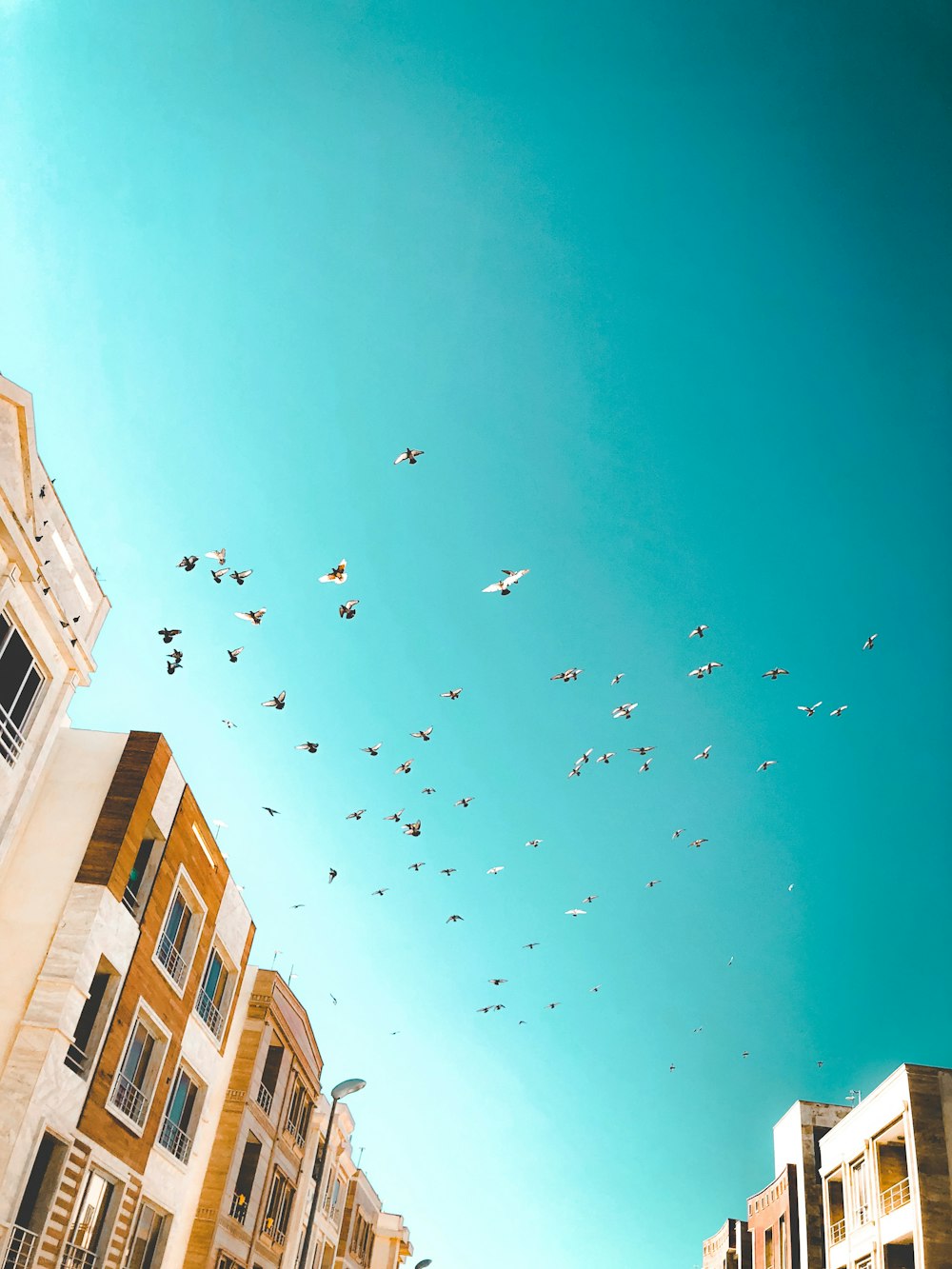 flocks of bird flying over white and brown concrete buildings