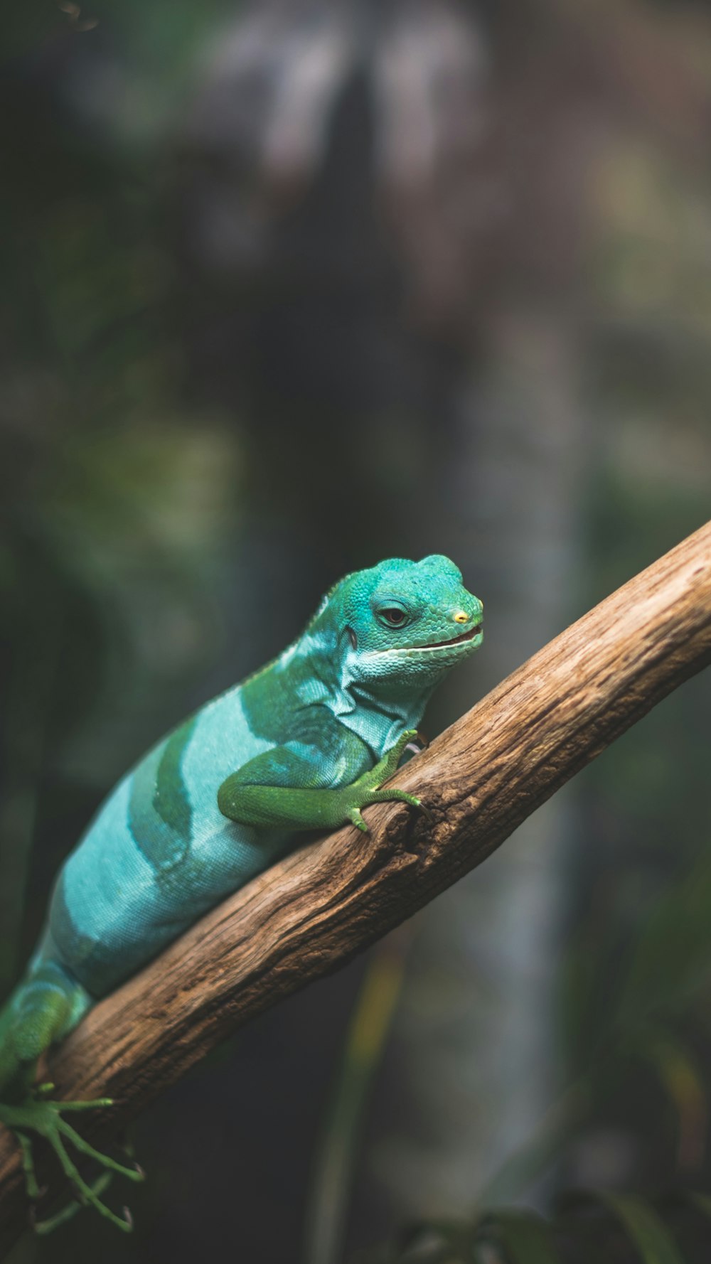 lagarto verde rastejando no galho da árvore