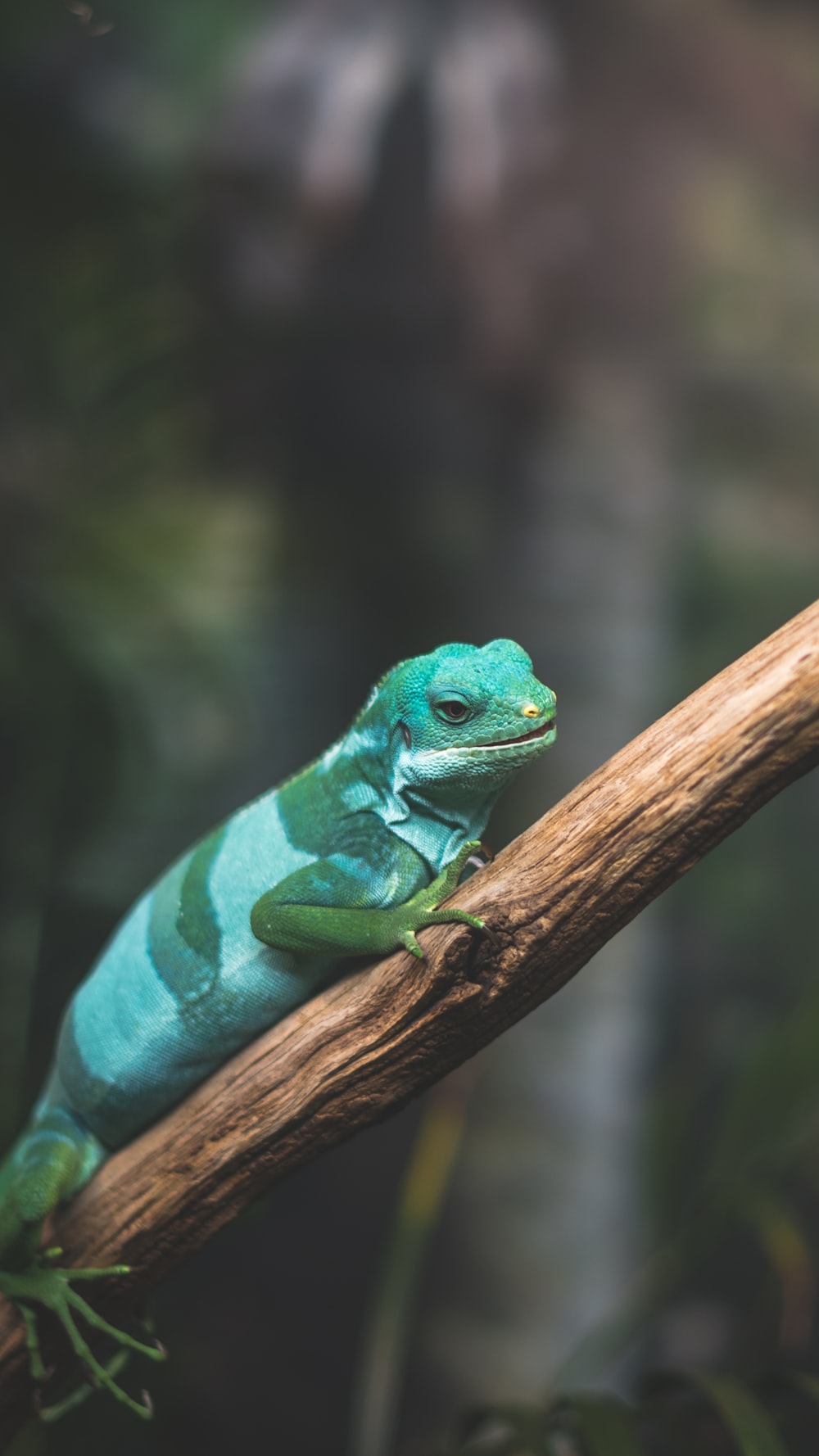 lagarto verde arrastrándose en la rama de un árbol