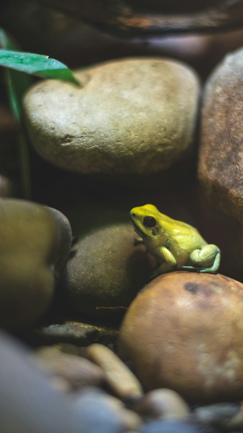 green frog