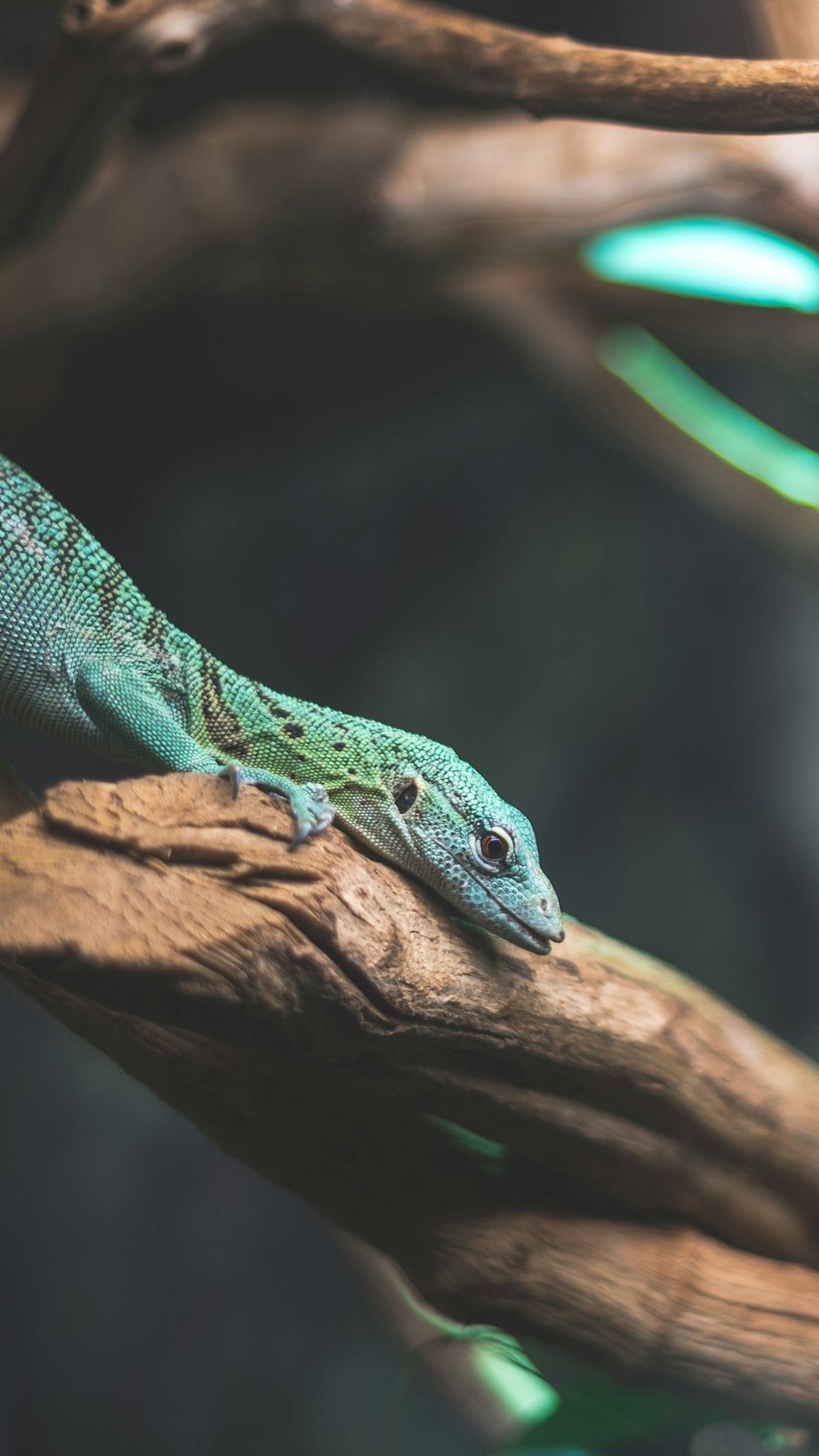 teal lizard on branch