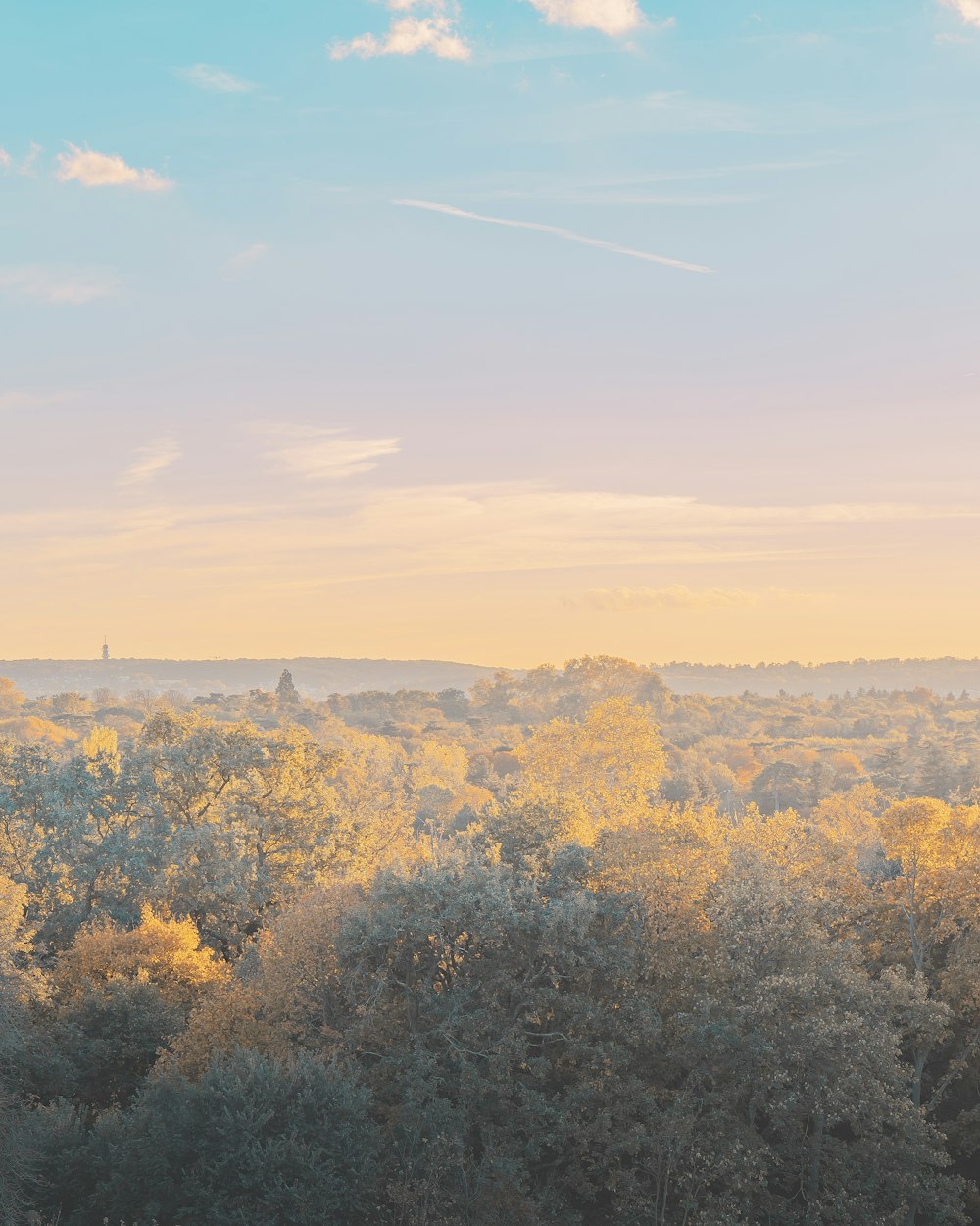 forest during daytime