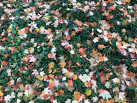 Colorful autumn leaves carpeting the ground of a quiet Kyoto garden.