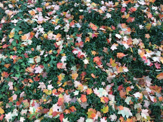 Colorful autumn leaves carpeting the ground of a quiet Kyoto garden.