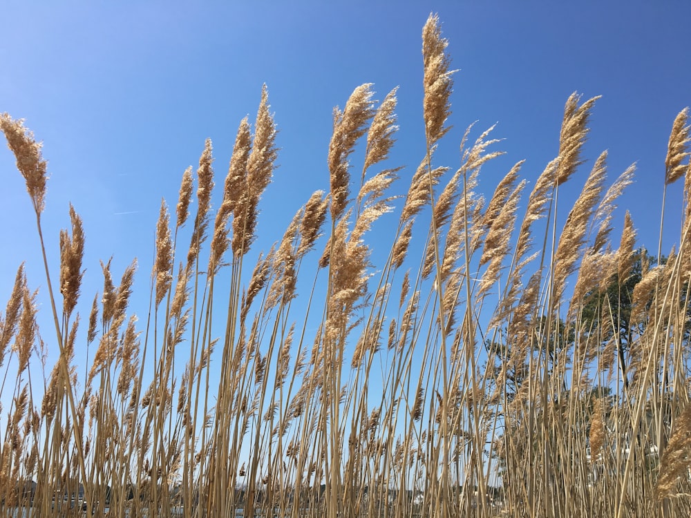 campo di siero di latte verde