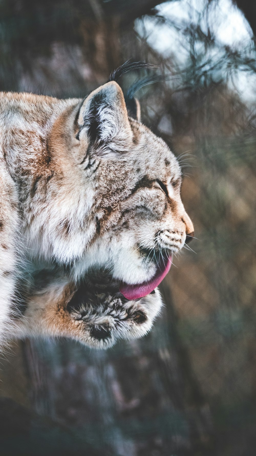 brown wildcat licking paw