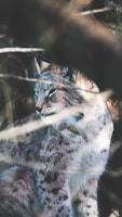 A lynx with a thick, spotted fur coat is partially obscured by branches. It is gazing to the side, capturing a sense of alertness and awareness in its natural habitat.