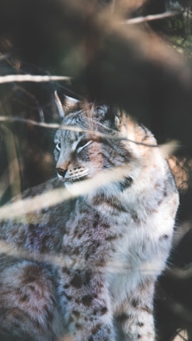 A lynx with a thick, spotted fur coat is partially obscured by branches. It is gazing to the side, capturing a sense of alertness and awareness in its natural habitat.