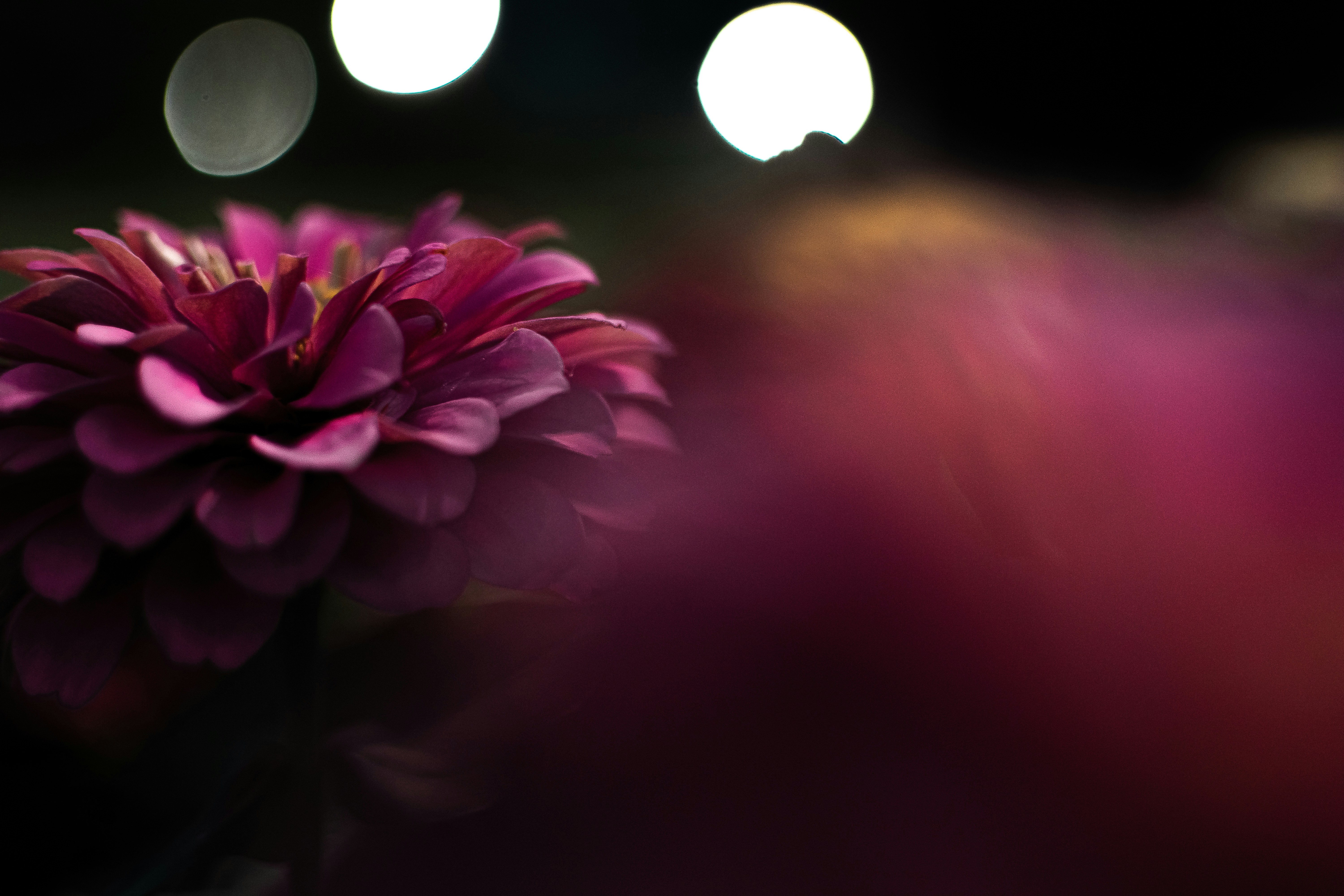 Photo by thomaskristopherk