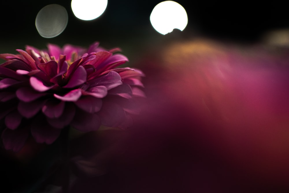 selective focus photography of pink petaled flwoer