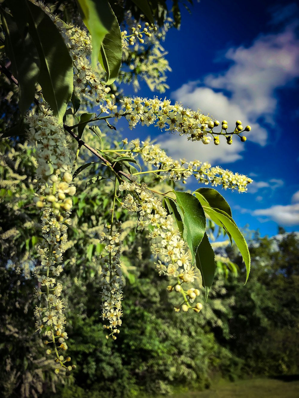 green leafed plants