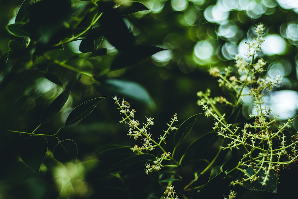 white flowered tree