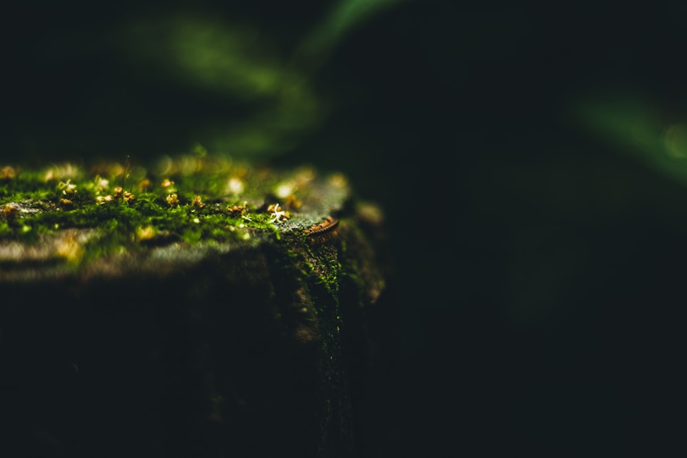 a close up of a moss covered tree stump