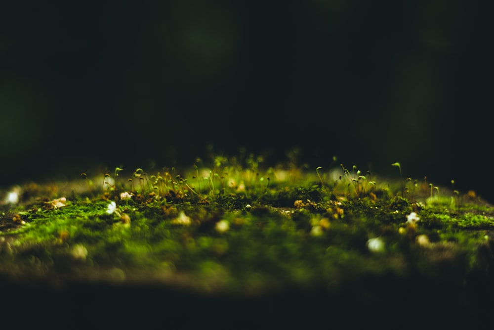 a close up of a moss covered surface