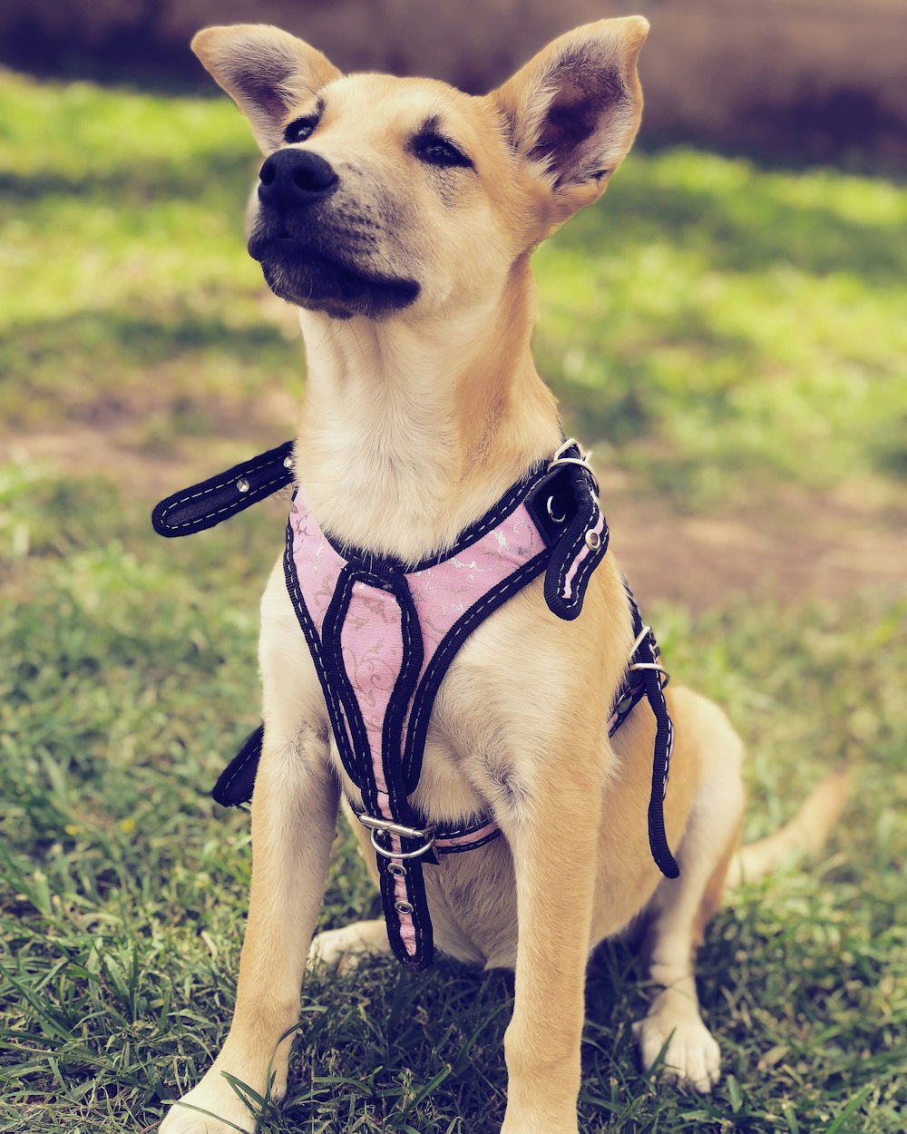 beige dog on grass