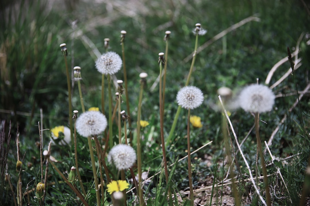 white dandelion flower