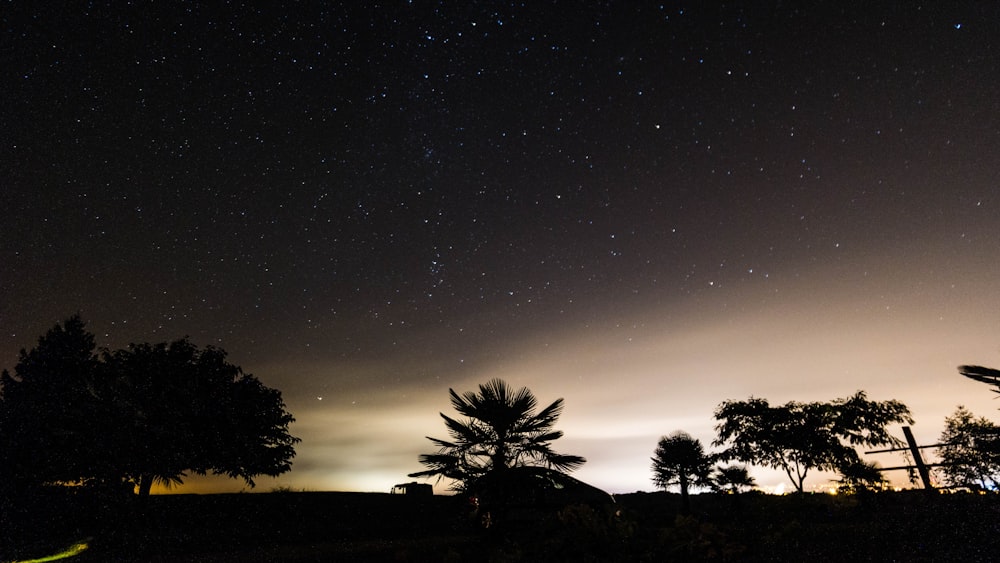 silhouette photography of trees