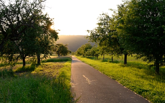 road between trees in Untere G. 6 Germany