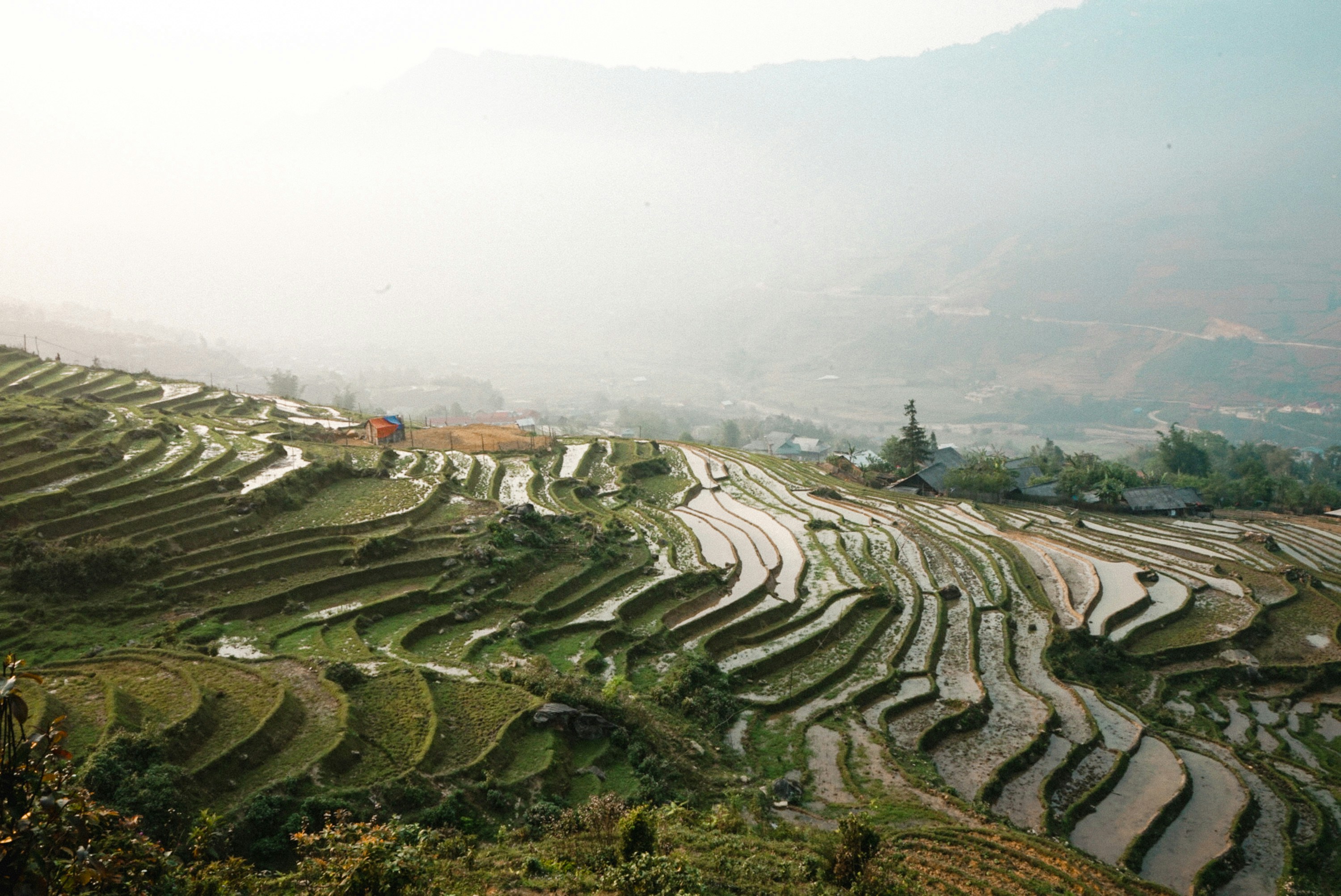 aerial view of rice field during daytime