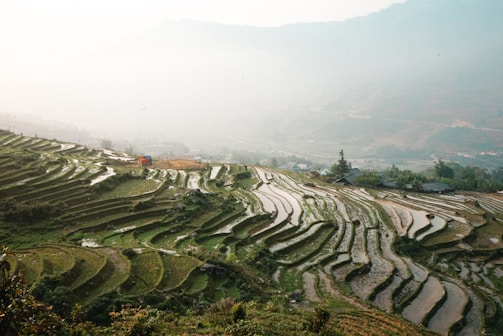 Terraced rice fields stretching across rolling hills under a soft morning mist.