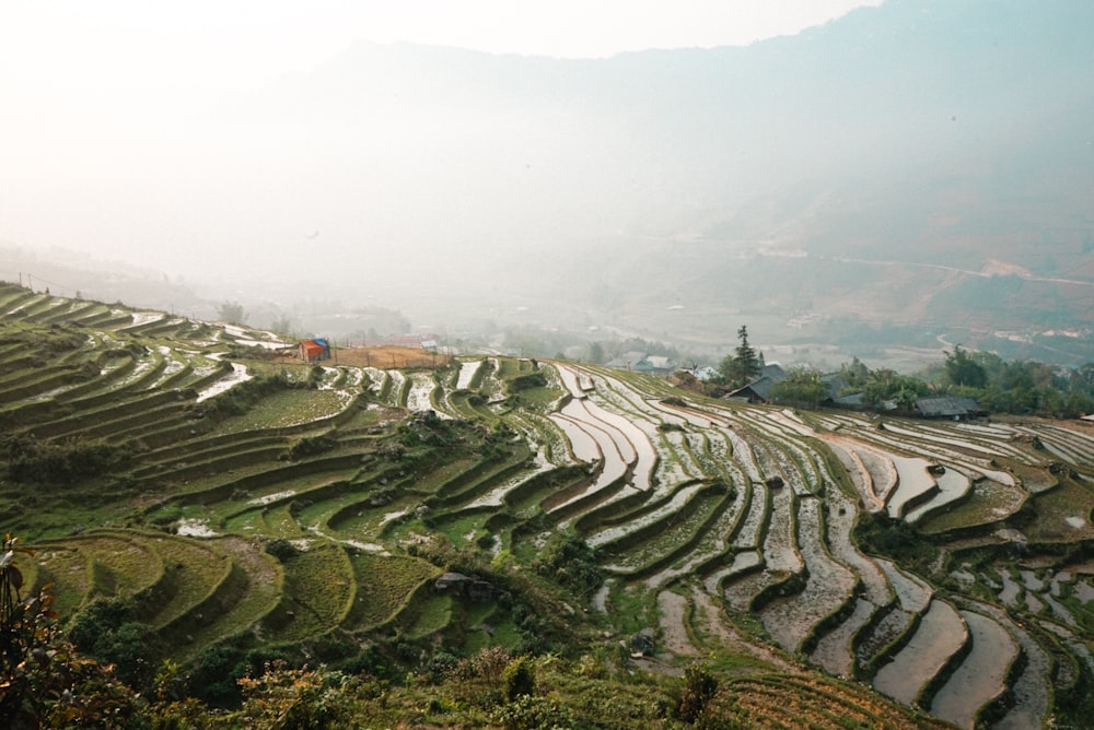 aerial view of rice field during daytime