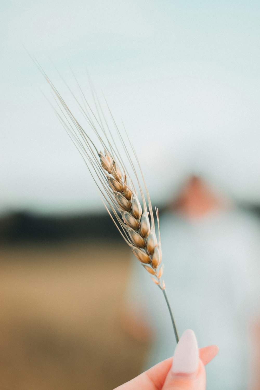 person holding grains