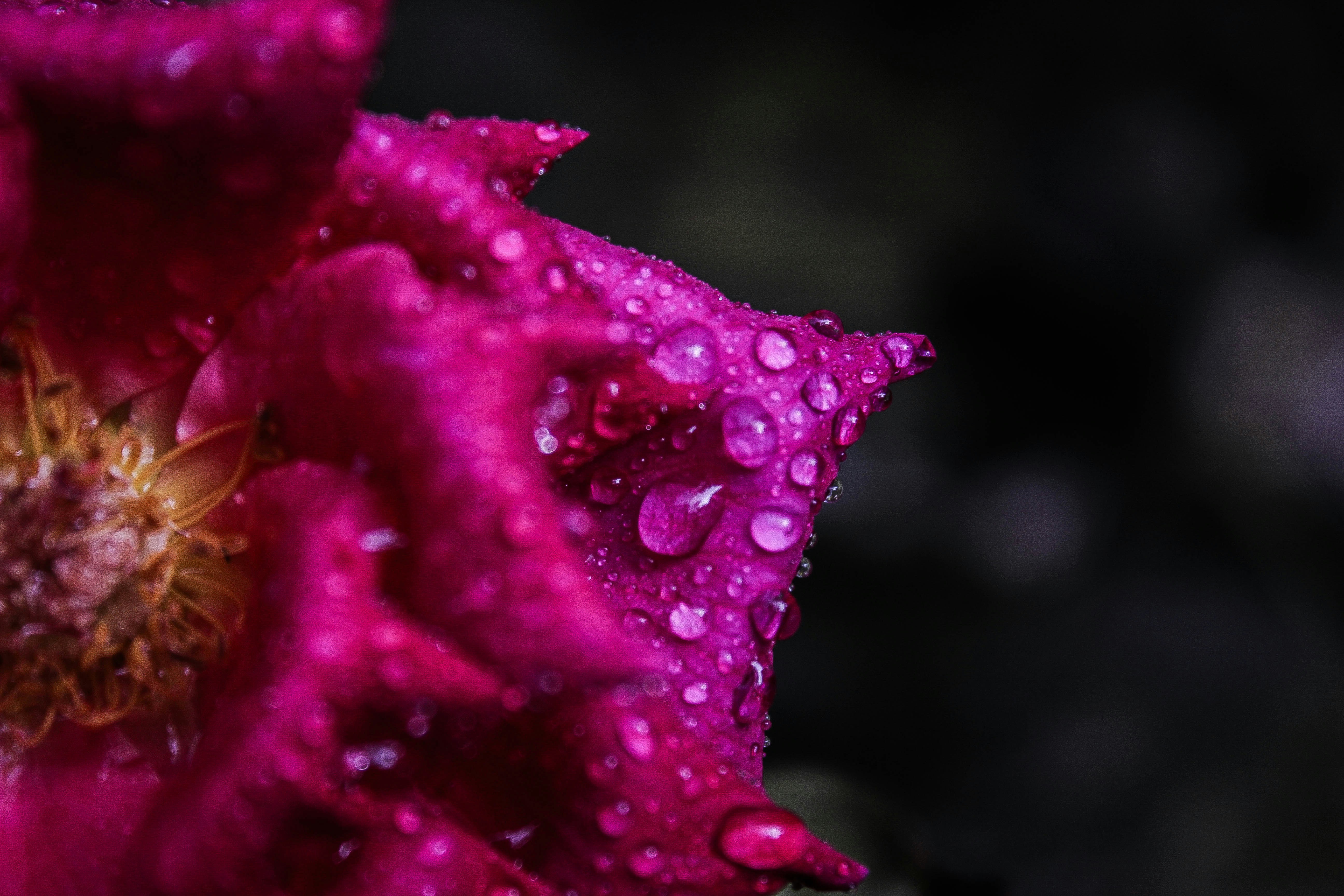 Photo by christos_katsikis