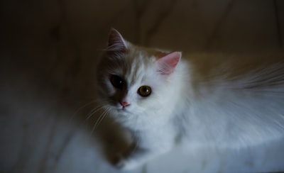 white cat looking up lebanon google meet background