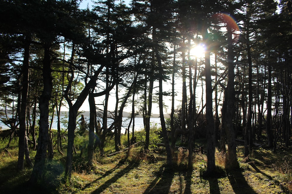 trees near cliff during daytime