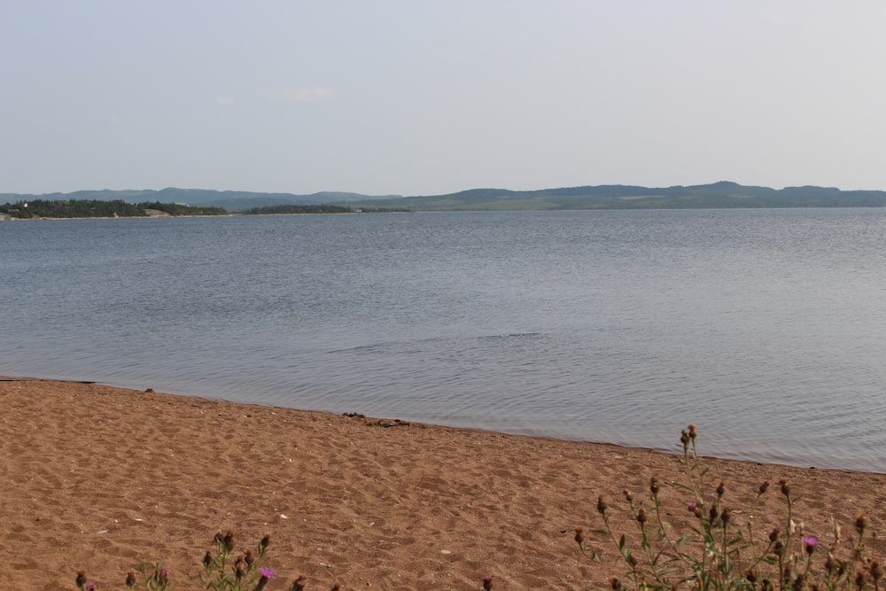 plants near seashore