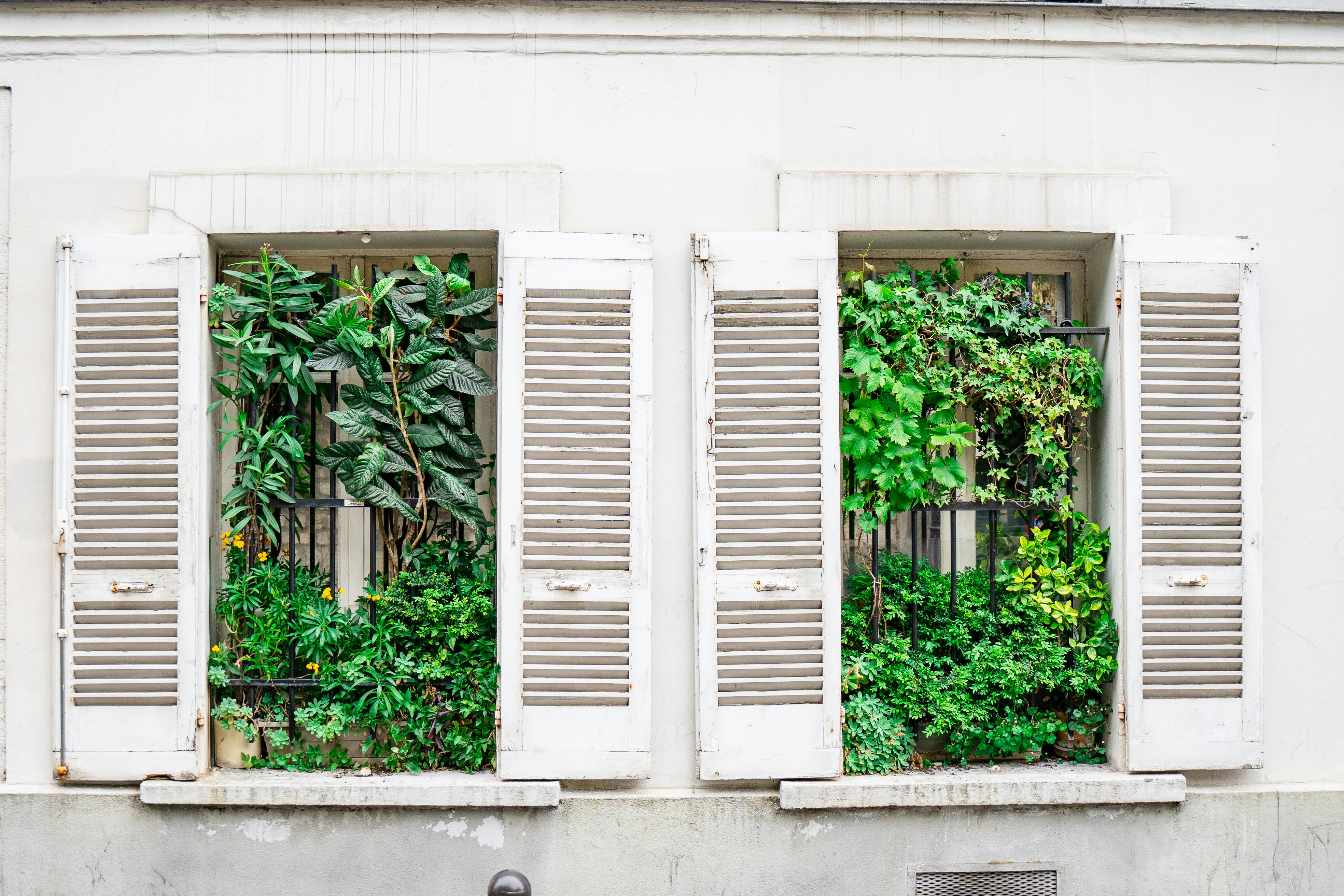 two white plants on window