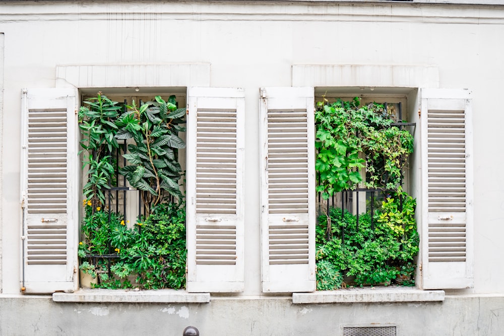 two white plants on window