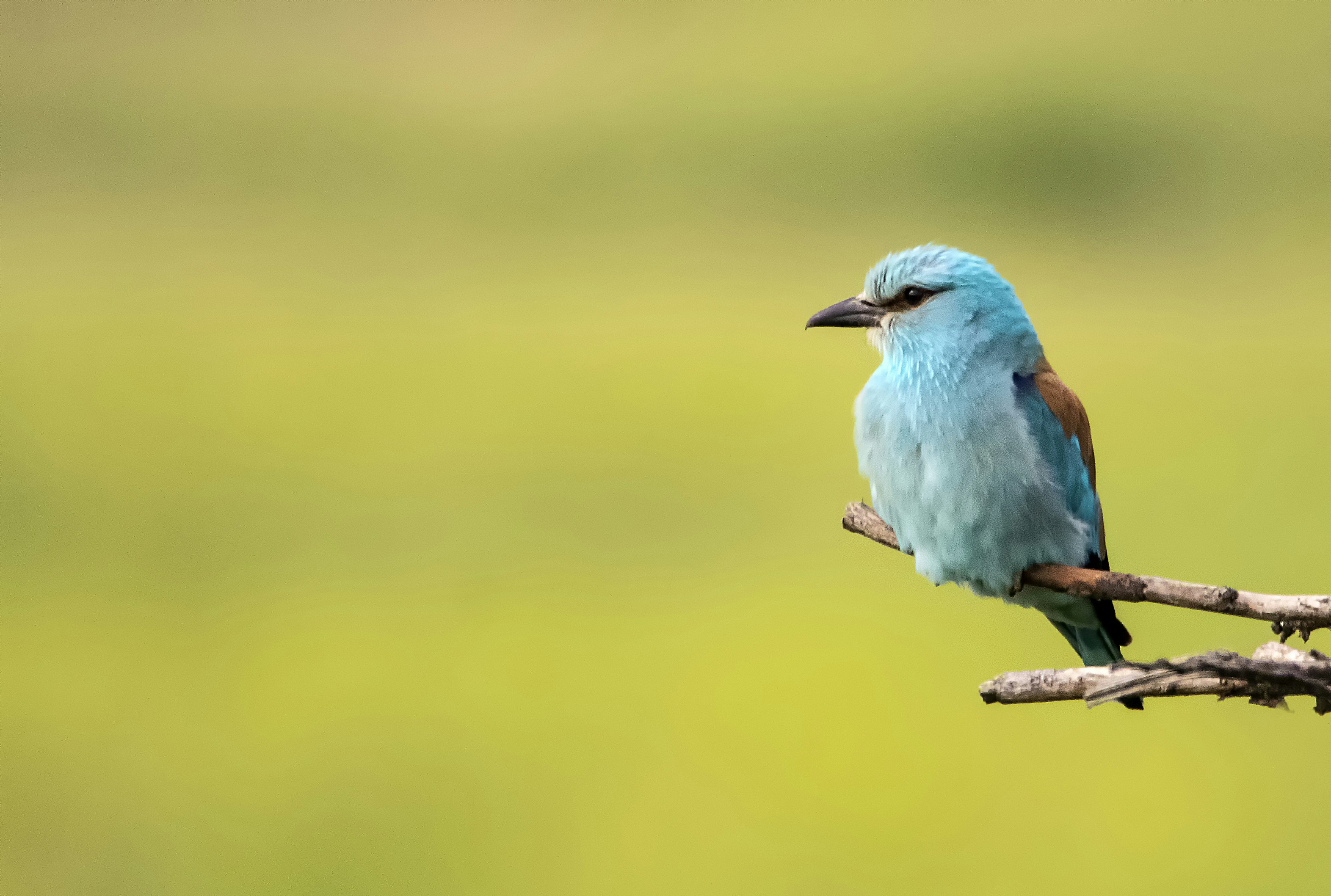 Rule of thirds photography of blue bird photo Free Yellow Image on