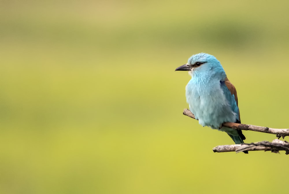 rule of thirds photography of blue bird