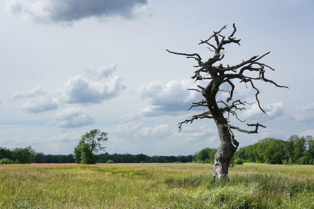 photography of tree near open field during daytime