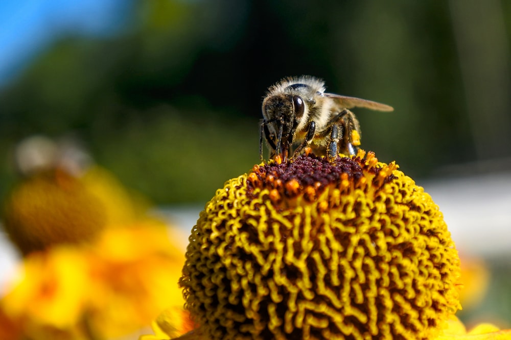 gray bee standing on pollen