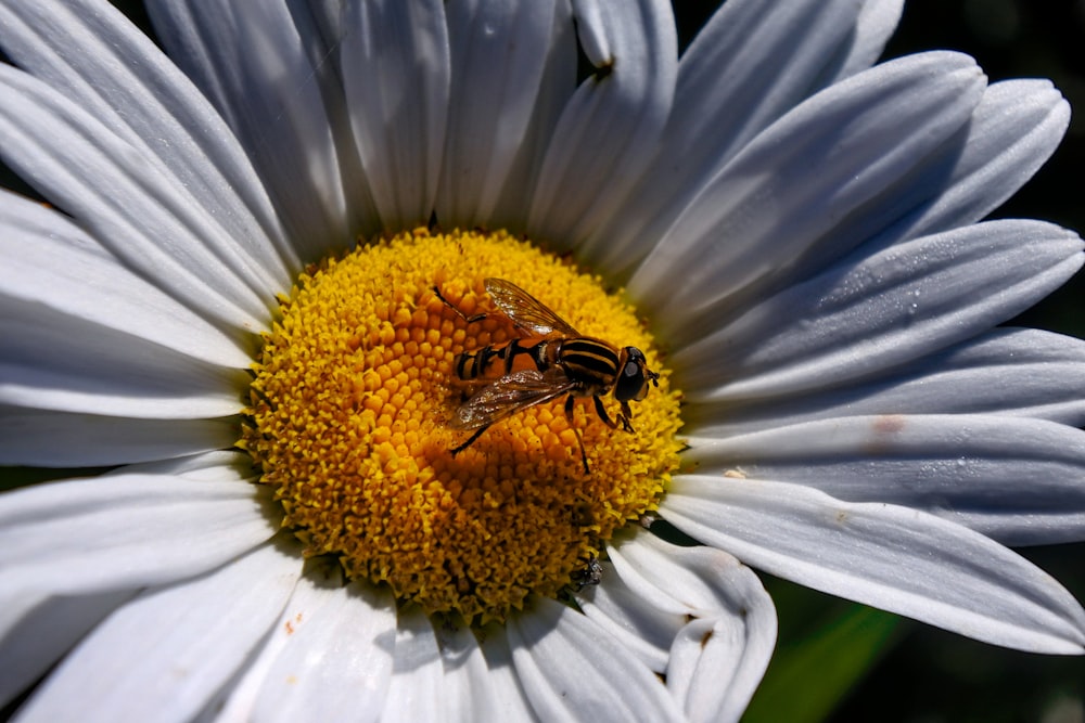 black and yellow bee on a white daisy