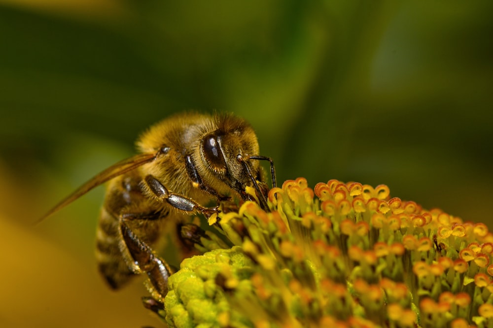 yellow bee perching on bee