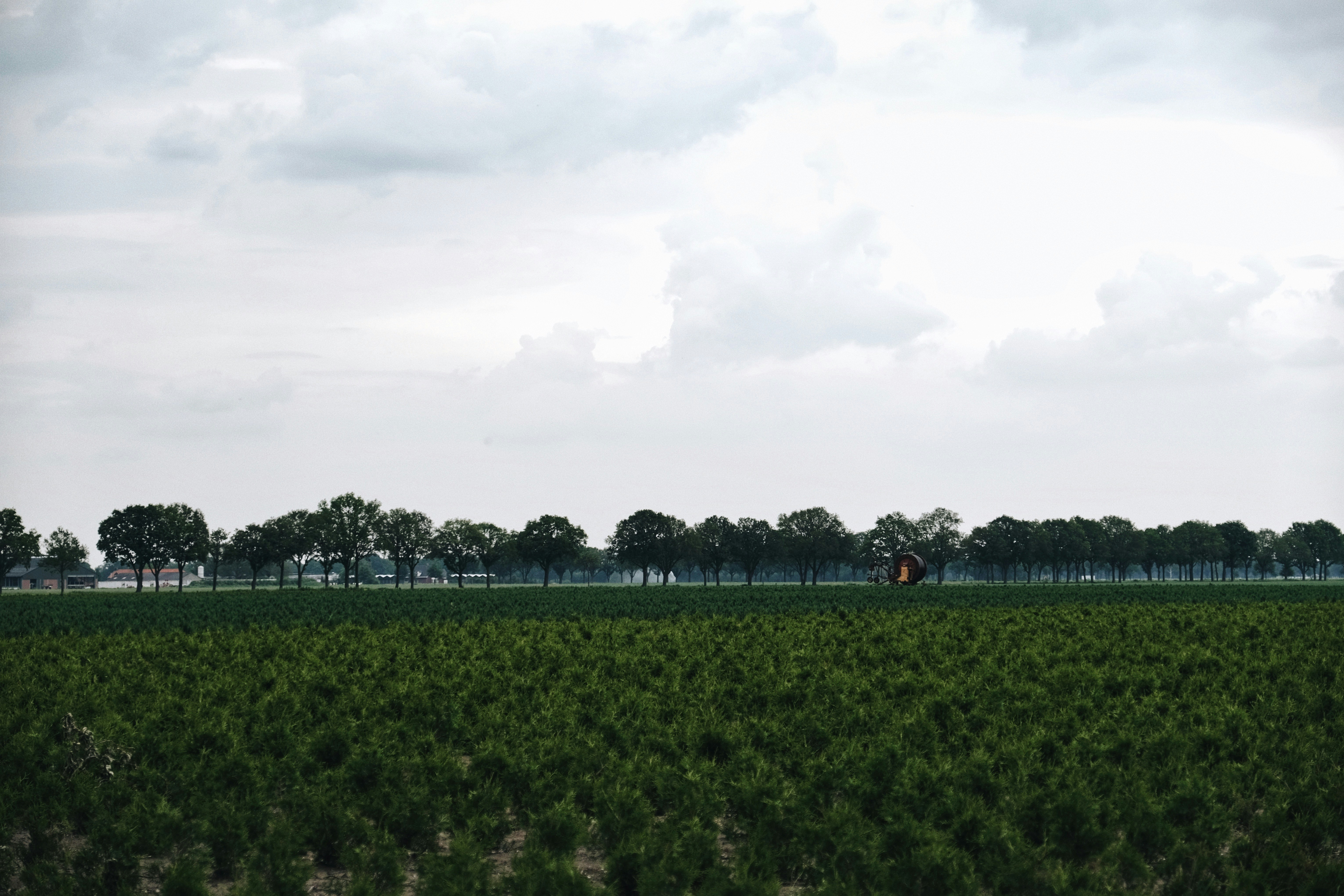 green grass field under white sky