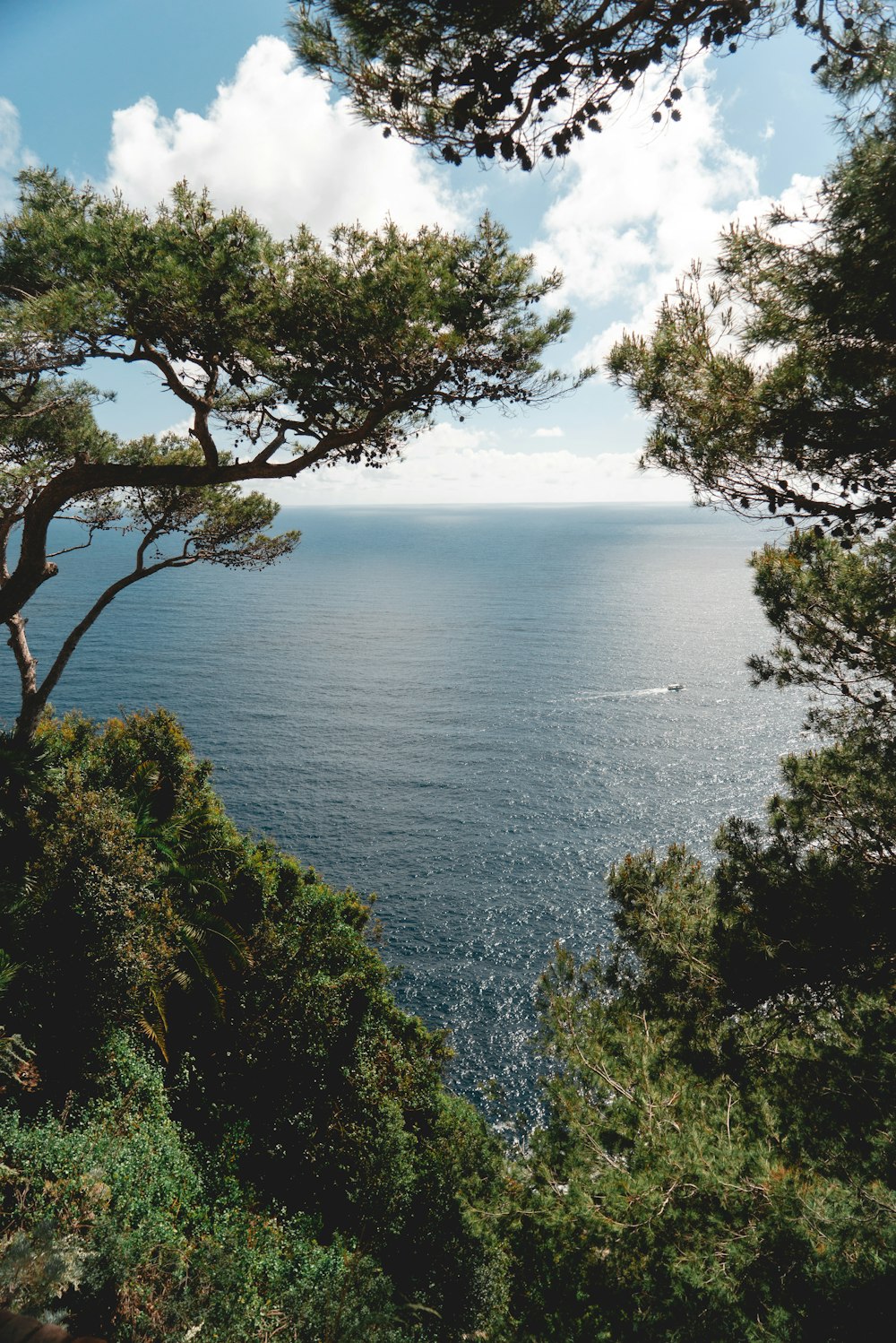 green trees across body of water during daytime