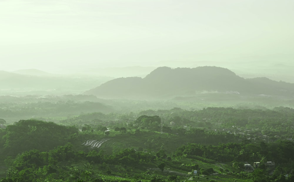 aerial photography of mountain covered with trees during daytime