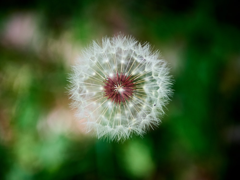 dandelion flower